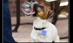 Собака пузырипускака