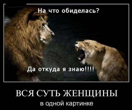 Снотворное для кошек